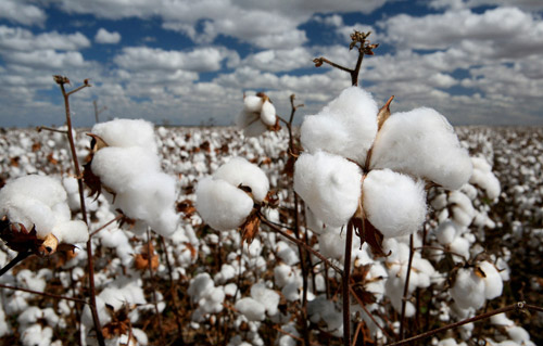 Бюджет ИГИЛ: черная нефть, белый хлопок