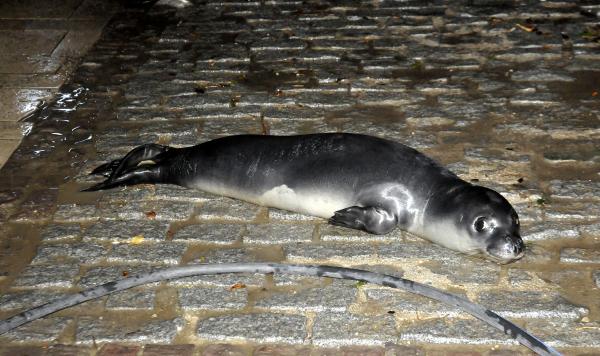 Тюлень вылез на берег в Анталии из-за шторма