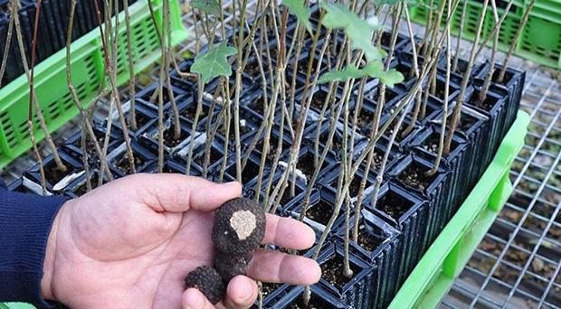 Турецкие плантации трюфелей