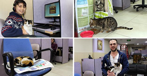 Кошки стали причиной закрытия интернет-кафе