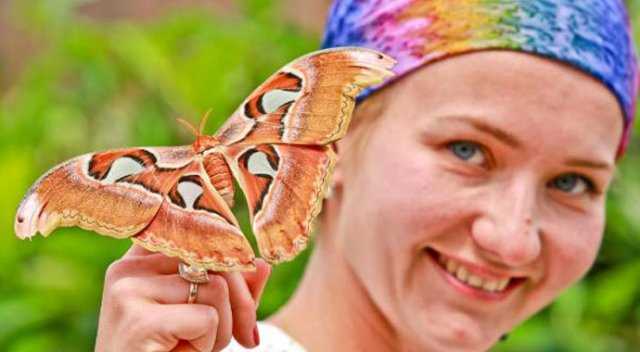 Самая крупная бабочка теперь и в Анталии