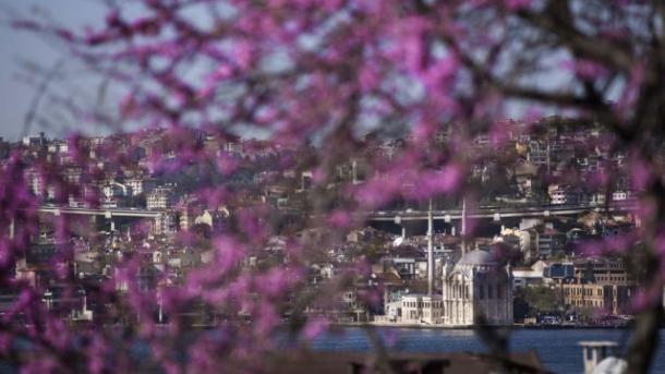 Стамбул встречает весну в сиреневых тонах