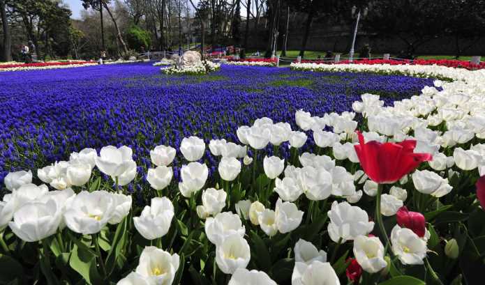 11-й Фестиваль тюльпанов стартовал в Стамбуле