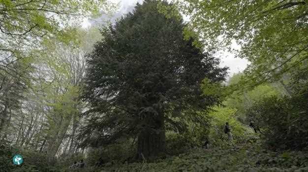 Тисовое дерево возрастом 4000 лет найдено в Зонгулдаке