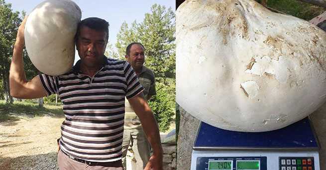 В Денизли найден гигантский гриб