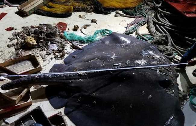 В Чешме выловили крупнейшего в мире хвостокола