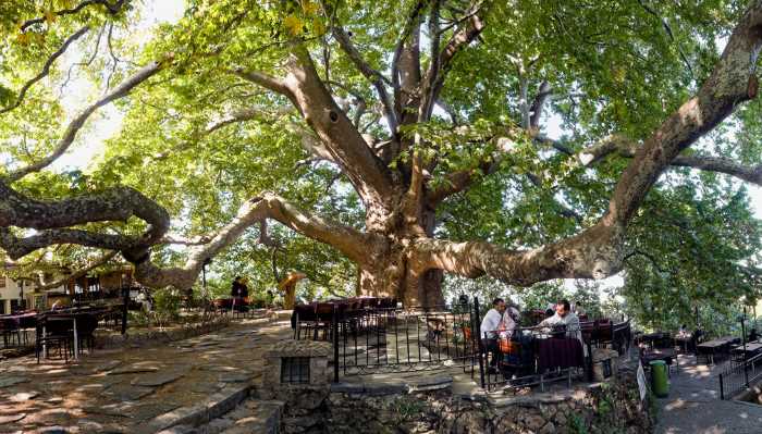 600-летний платан в Бурсе