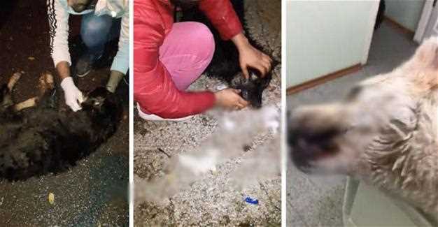 Скандал с отравлением бродячих собак потряс Сакарью