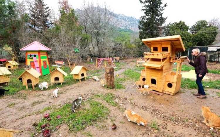 В Анталии появилась «кошачья деревня»