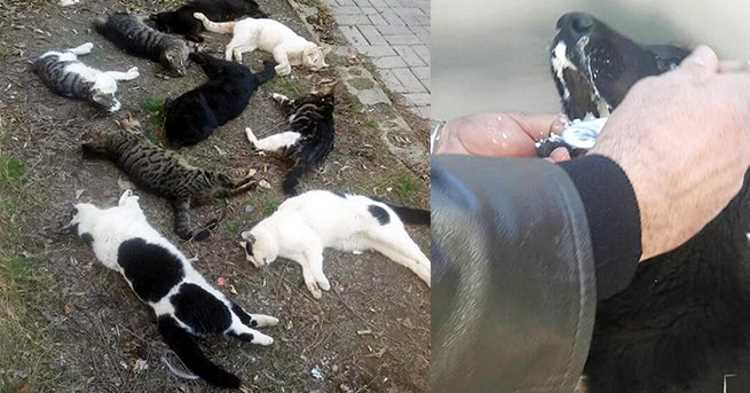 По факту убийства 30 кошек в Алании задержан россиянин