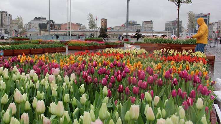 «Разноцветный Таксим» в рамках Фестиваля тюльпанов