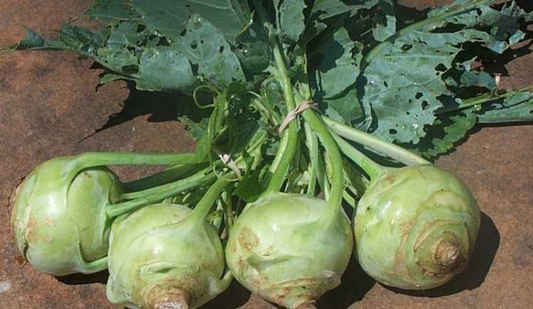 Фермеры Анталии вынуждены выращивать кольраби вместо томатов