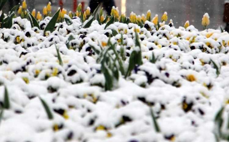 Снег на тюльпанах и весенние грозы
