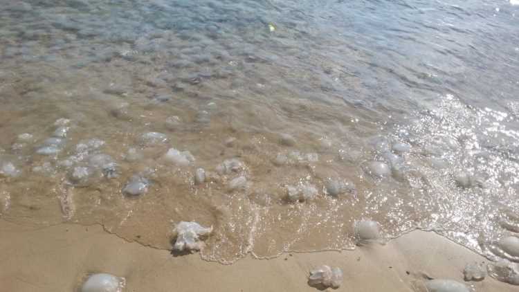 Неприятные гости Красного моря добрались до Средиземного