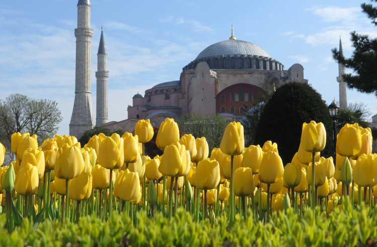 Стамбульский фестиваль тюльпанов стартует 18 апреля