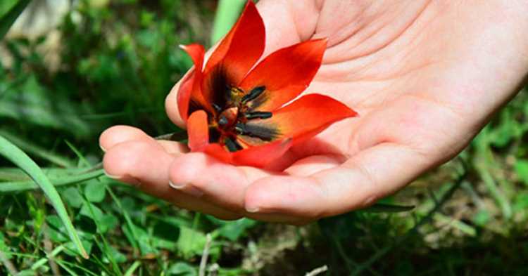 42 тысячи лир штрафа за сорванный цветок