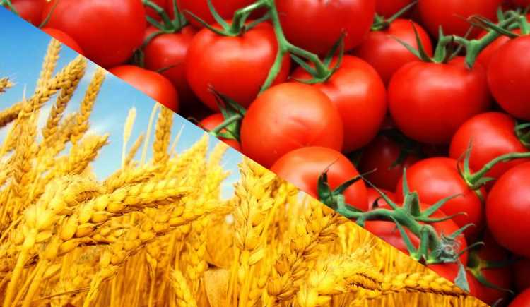 Турция снова ставит пшеницу вразрез помидорам
