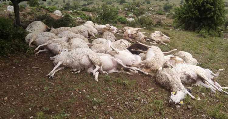 73 овцы погибли от двух ударов молнии