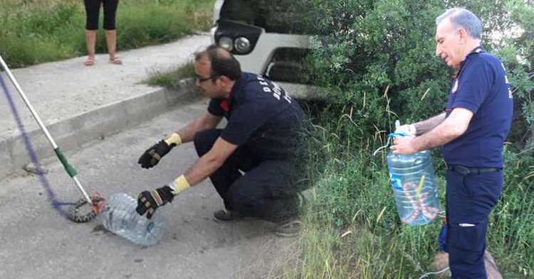 Денизли страдает от нашествия змей