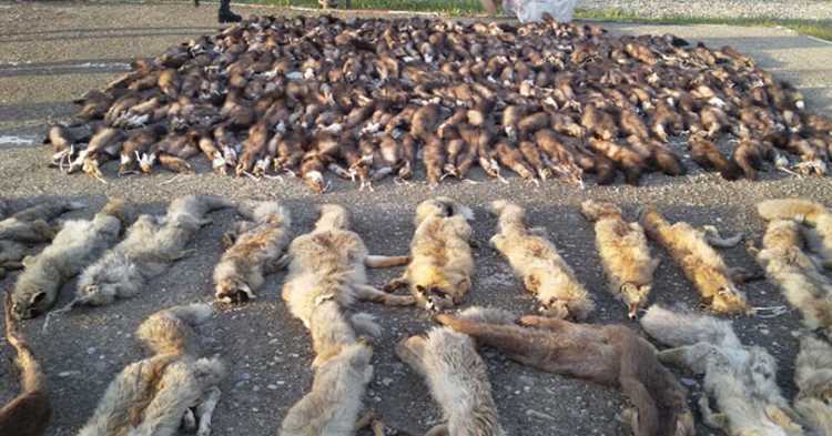 Жандармерия задержала крупную браконьерскую партию