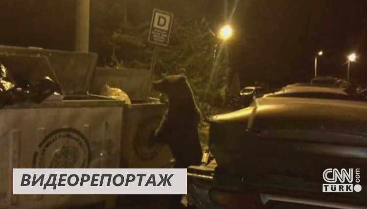 Не только в России медведи по улицам ходят