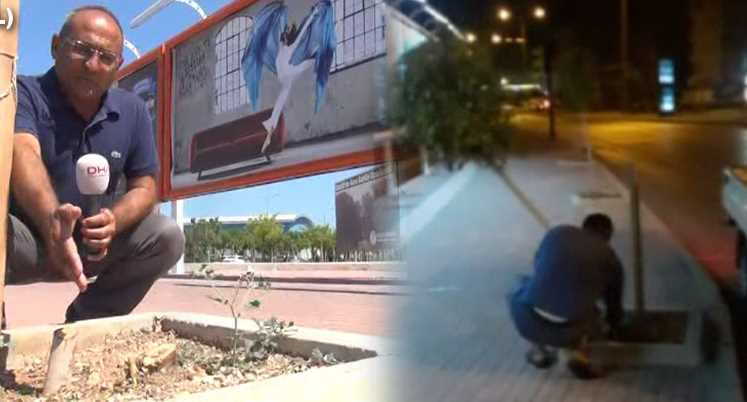 Полиция разыскивает мужчину, спилившего молодые деревья