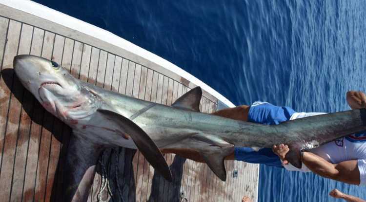 5-метровая акула у берегов Анталии