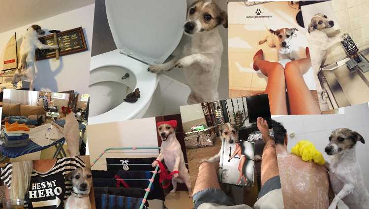 Бурная жизнь самого знаменитого пса Турции