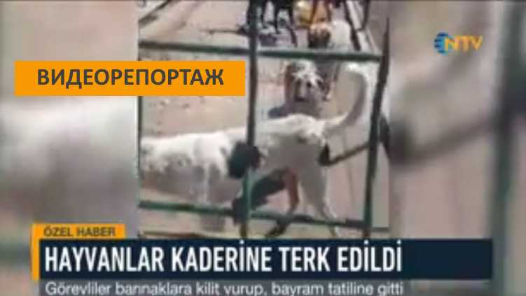 Питомники стали местом гибели десятков животных