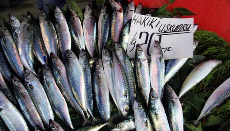 Скумбрия вернулась в Мраморное море впервые за 40 лет