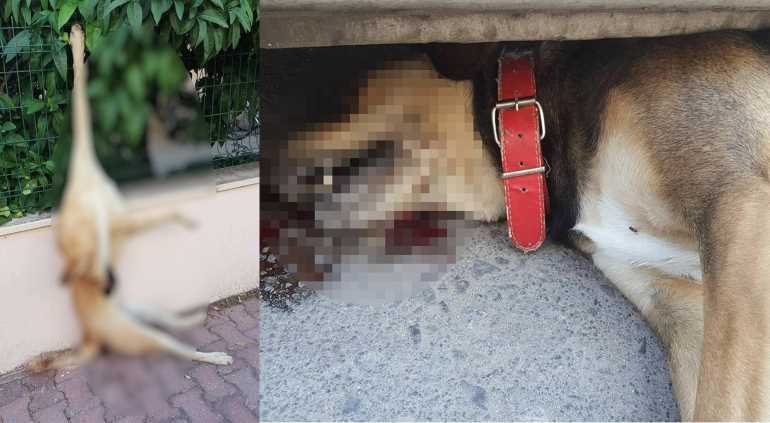 День защиты животных был омрачен убийством собак