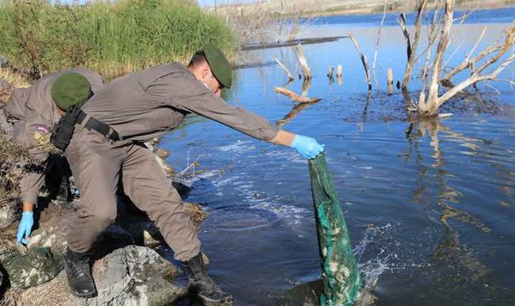 Жандармерия спасла 7500 лягушек от съедения