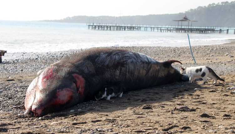 Шторм выбросил 5-метрового кита на пляж в Анталье