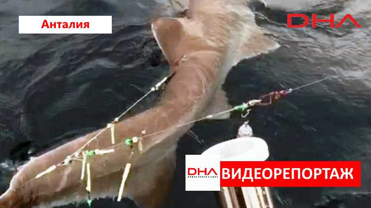 Рыбакам в Анталии на удочку попалась 6-метровая акула