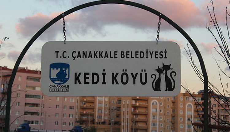 Мэрия Чанаккале откроет «кошачью деревню»