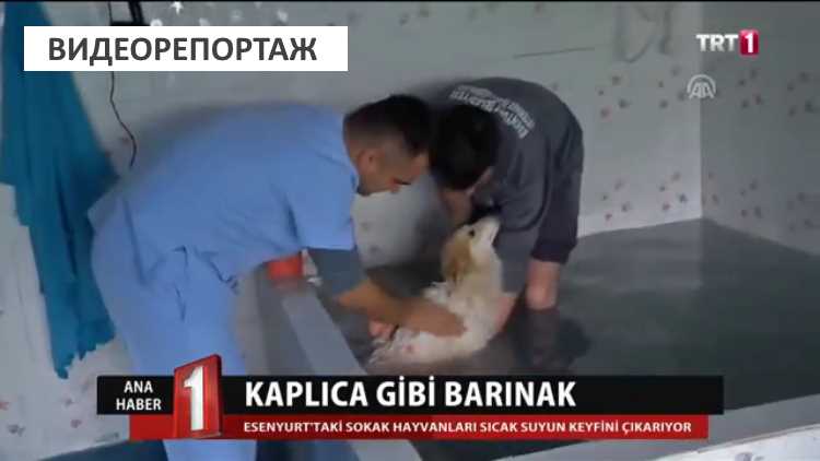 Термальный СПА-салон для бездомных собак в Стамбуле