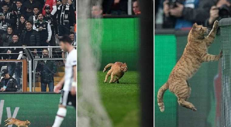УЕФА накажет «Бешикташ» за кота на поле
