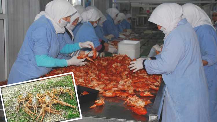 Рыбаки Ыспарты: «Раки есть, а покупателей нет»