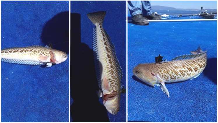 «Морской дракон» — опасный житель Эгейского побережья