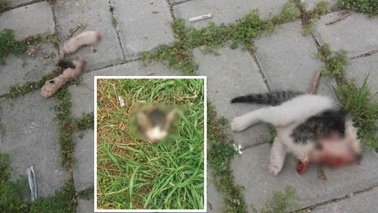 В Алании разыскивают маньяка-убийцу кошек