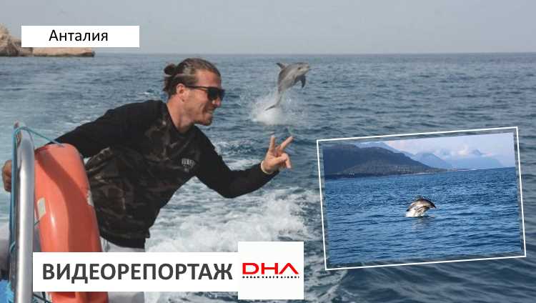 Туры с дельфинами набирают популярность в Кемере