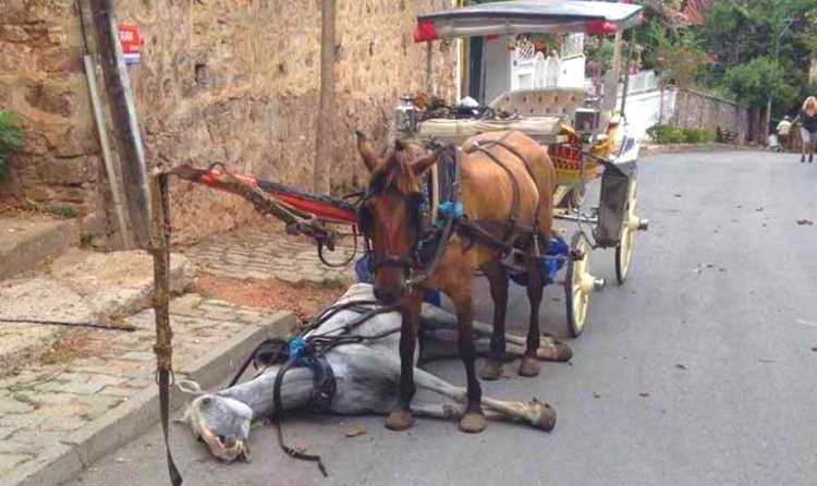 Защитники животных требуют запрета фаэтонов в Турции