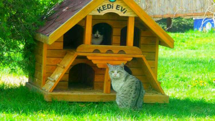 Сколько Турция тратит на бездомных животных?