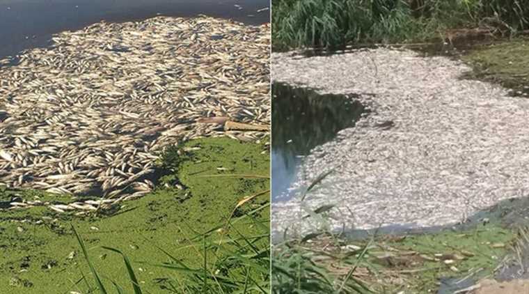 Эксперты ищут причину массовой гибели рыбы в Айдыне