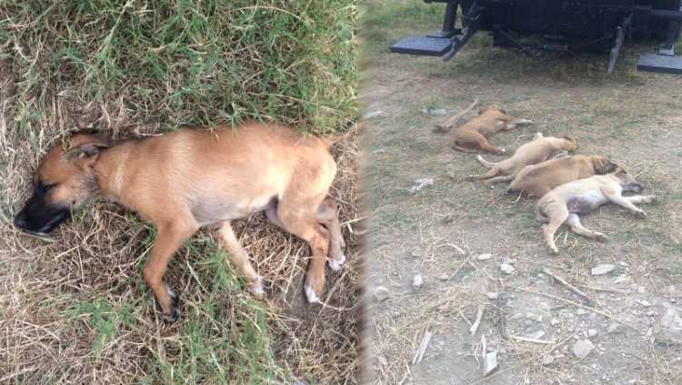Алания снова становится местом массового убийства животных