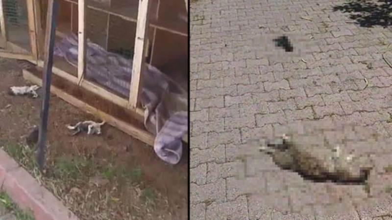 Защитники животных ищут убийцу 7 кошек