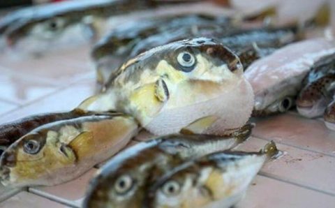 Власти будут платить рыбакам 5 лир за ядовитую рыбу