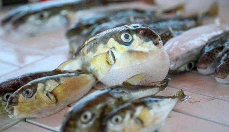 3 человека в Анталии отравились ядовитой рыбой