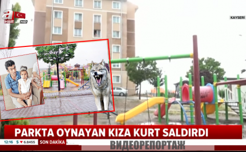 Отец спас 3-летнюю дочь от волка на детской площадке