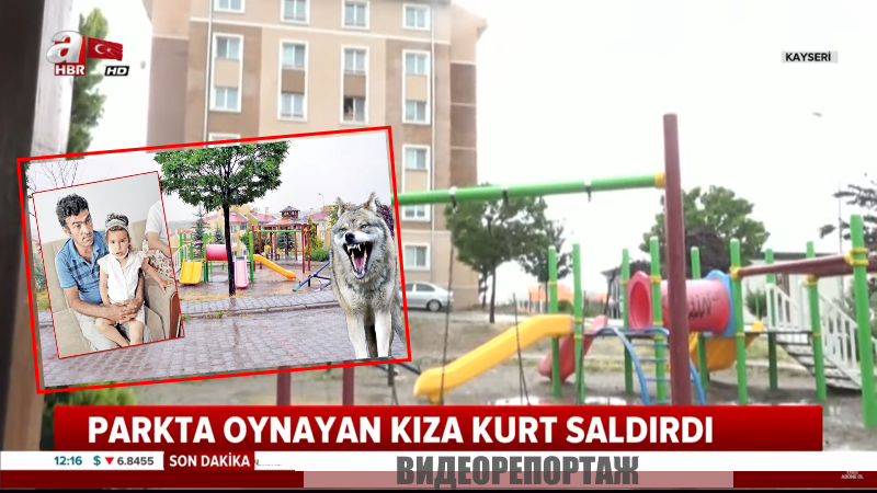 Отец спас 3-летнюю дочь от волка на детской площадке